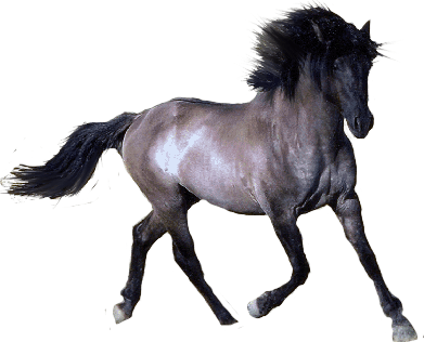 Horse Png Image PNG Image