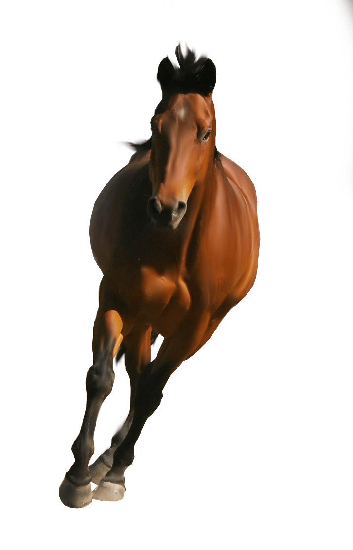 Clipart Brown Horse Png Image Download Picture Transparent Background PNG Image