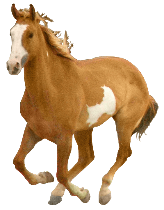 Horse Png Image PNG Image