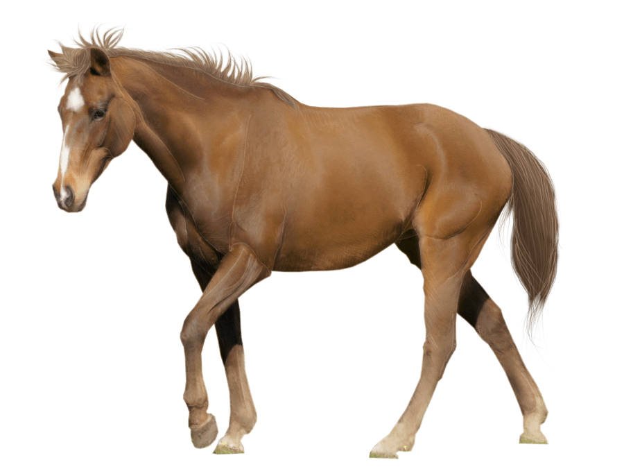 Horse Png Image PNG Image