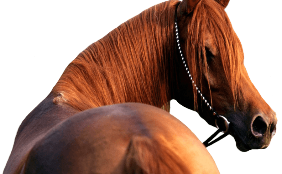 Horse Png Image PNG Image