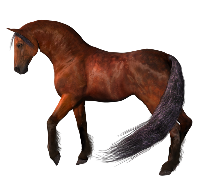 Horse Png 2 PNG Image
