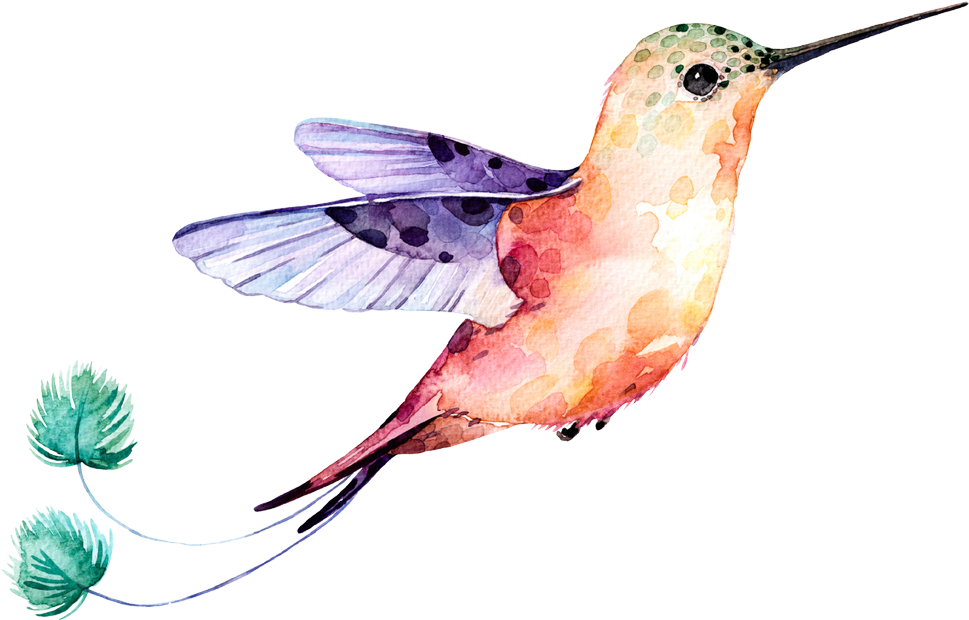Watercolor Flower Hummingbird Download Free Image PNG Image