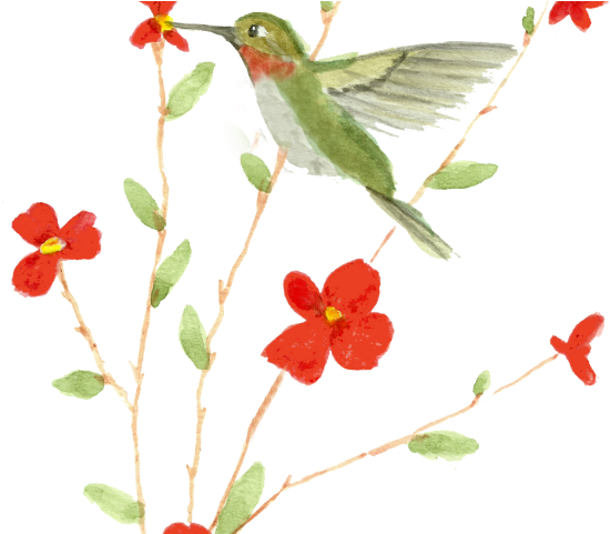 Watercolor Flower Hummingbird HQ Image Free PNG Image