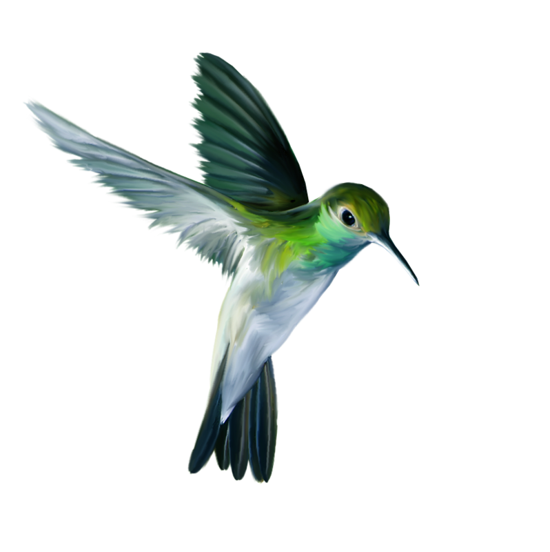 Flying Hummingbird Free HQ Image PNG Image