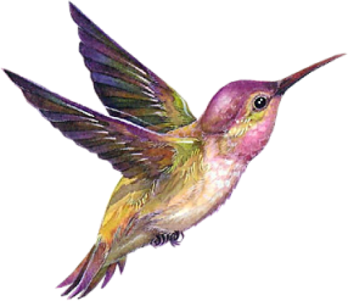 Flying Hummingbird HQ Image Free PNG Image
