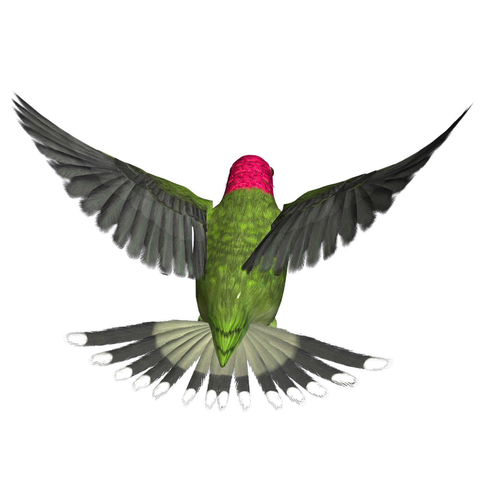 Photos Flying Hummingbird Free Download PNG HD PNG Image