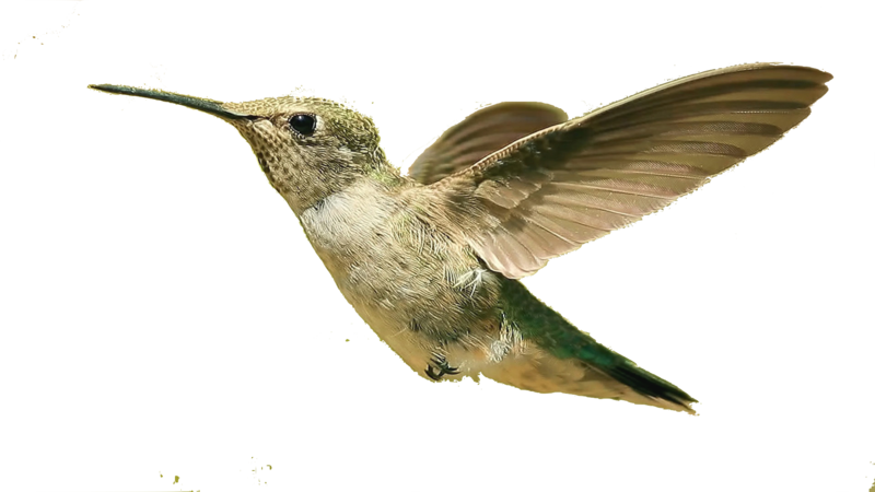 Flying Hummingbird Download HD PNG Image