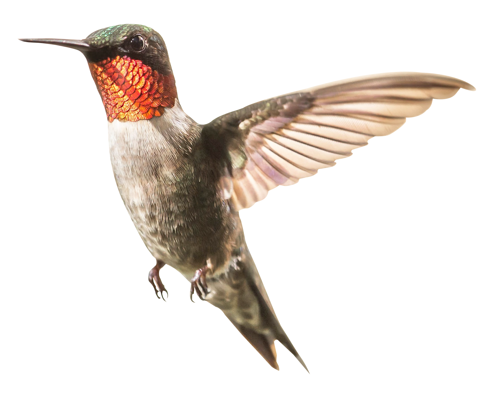 Flying Hummingbird Free Download PNG HQ PNG Image