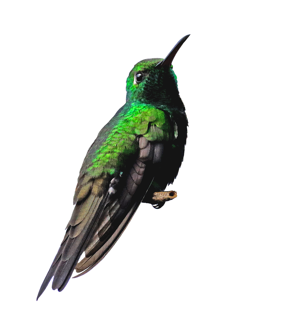 Real Flying Hummingbird PNG Download Free PNG Image