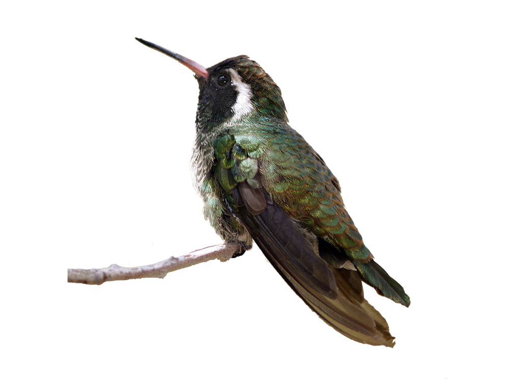 Real Flying Hummingbird Free Download PNG HQ PNG Image
