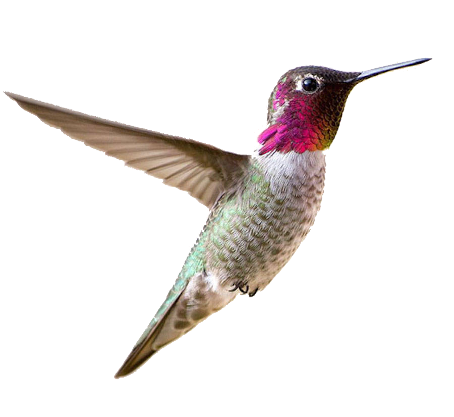 Real Flying Hummingbird Free Transparent Image HQ PNG Image