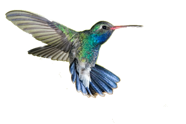 Real Flying Hummingbird Free PNG HQ PNG Image