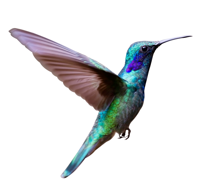 Turquoise Flying Hummingbird Free PNG HQ PNG Image
