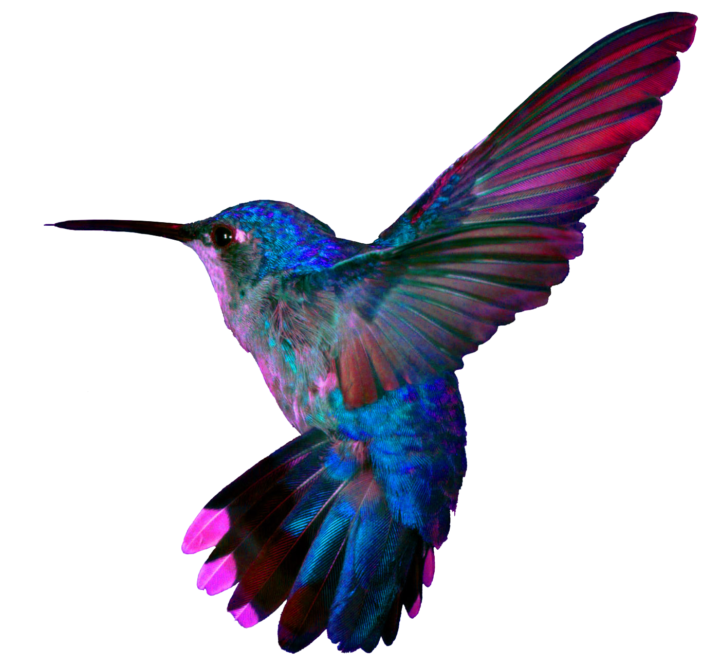 Turquoise Flying Hummingbird PNG Download Free PNG Image