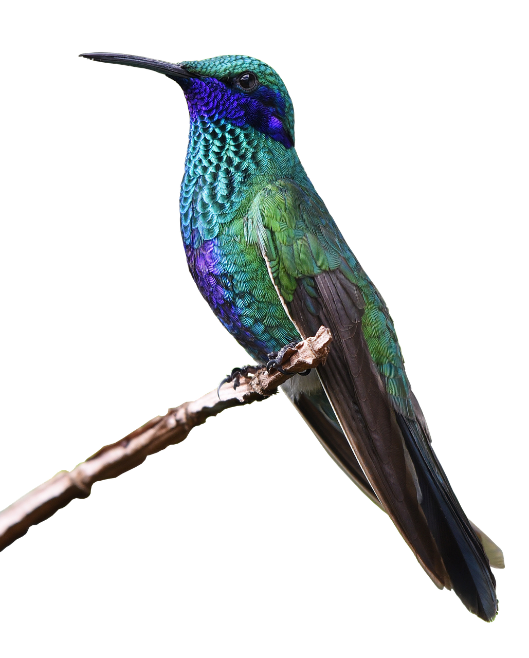 Turquoise Flying Hummingbird Free Clipart HQ PNG Image