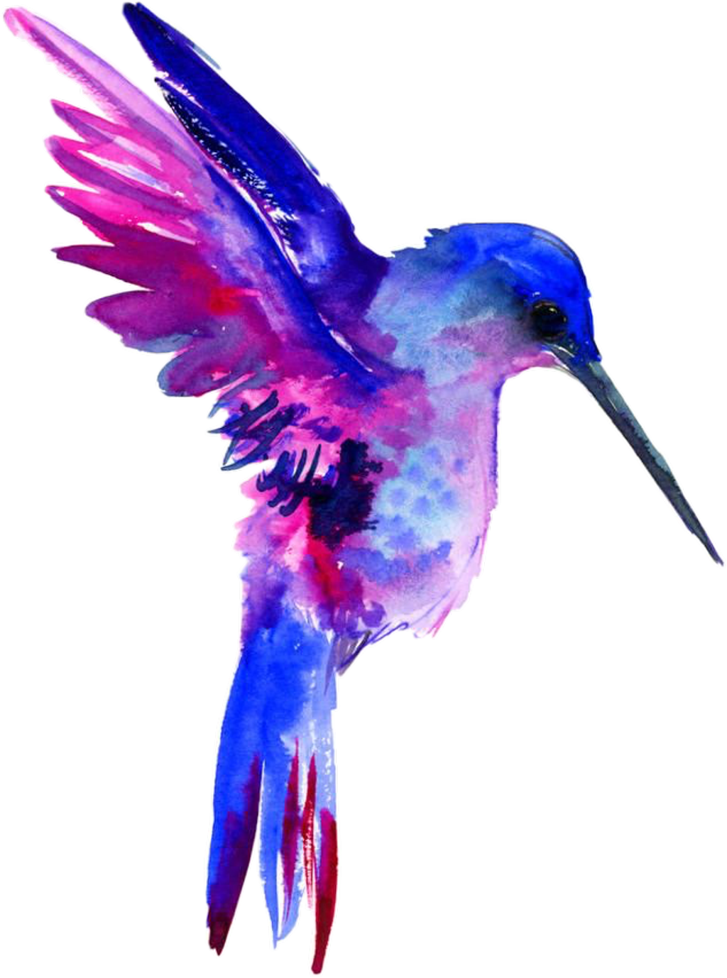 Watercolor Hummingbird Free Clipart HQ PNG Image