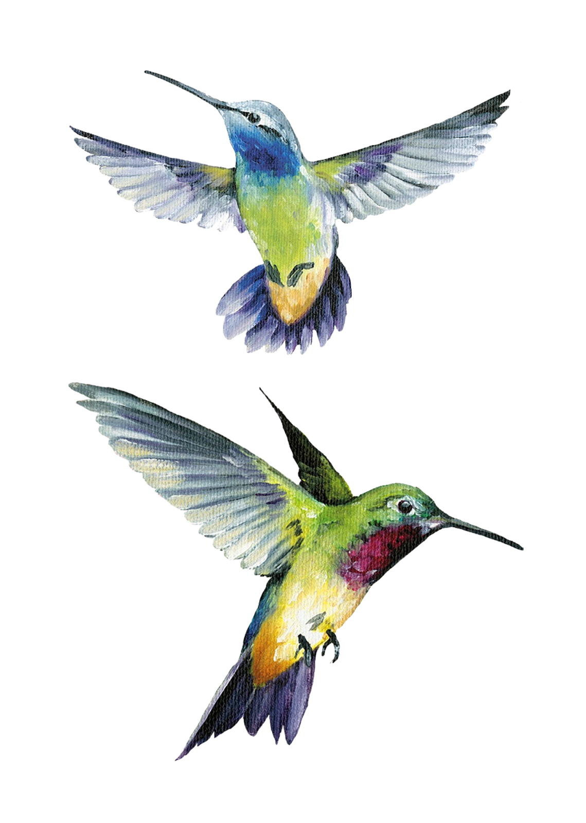 Watercolor Hummingbird Free HQ Image PNG Image