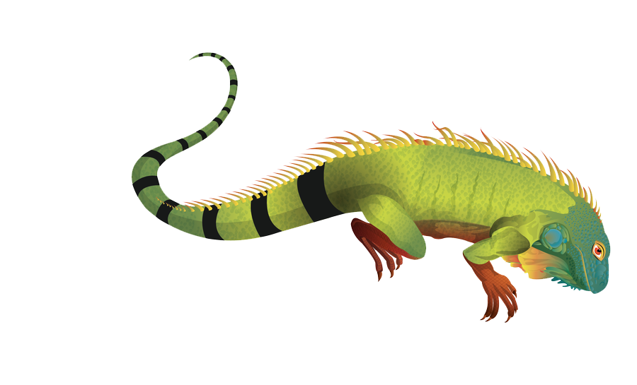 Iguana PNG Image