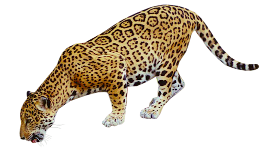 Jaguar Free Png Image PNG Image