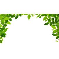 download jungle free png photo images and clipart freepngimg
