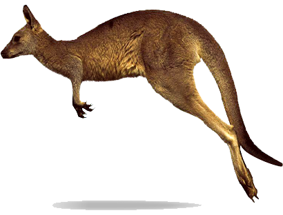 Kangaroo Png Clipart PNG Image