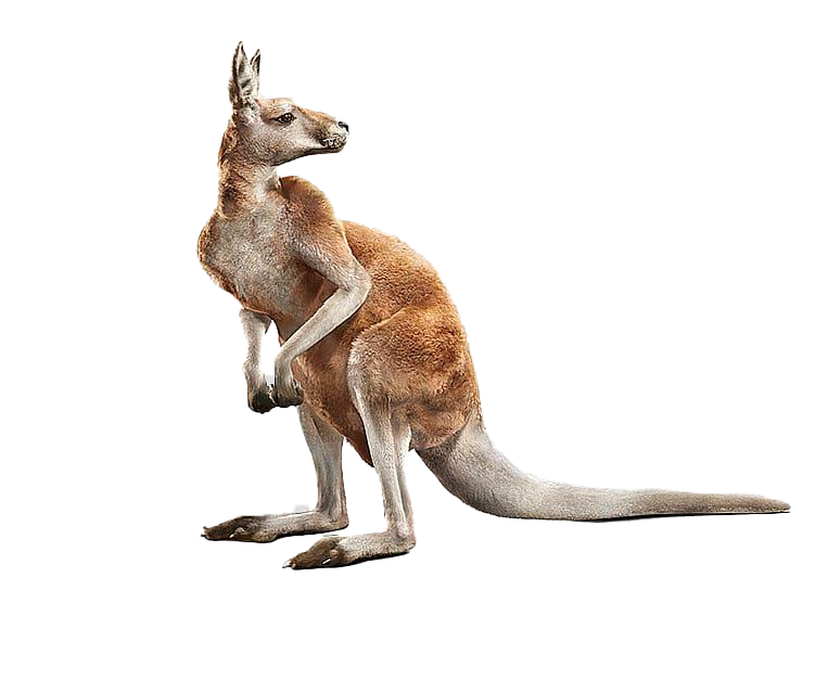 Kangaroo Joey Free Clipart HD PNG Image