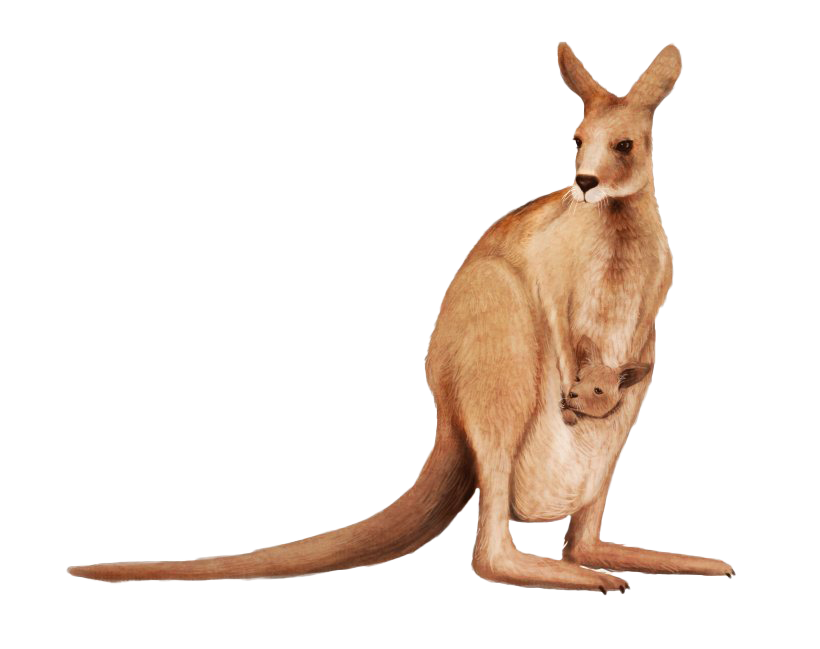 Kangaroo Joey Free Download Image PNG Image