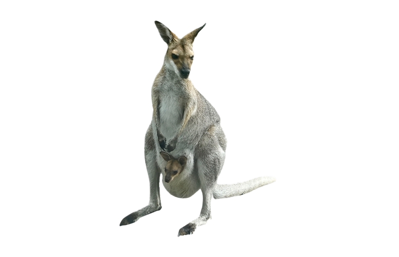 Kangaroo Joey PNG Free Photo PNG Image