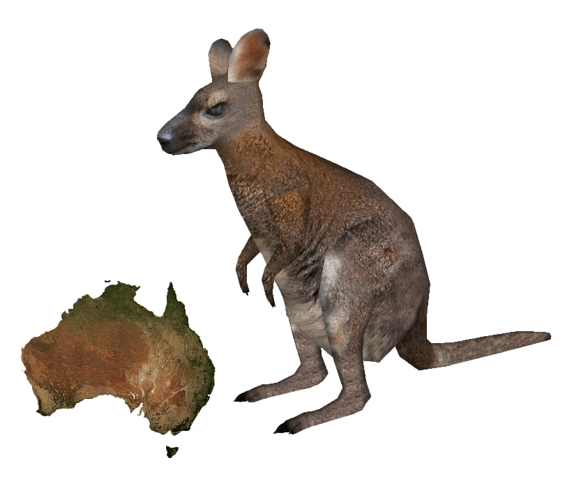 Wallaby Kangaroo Free PNG HQ PNG Image