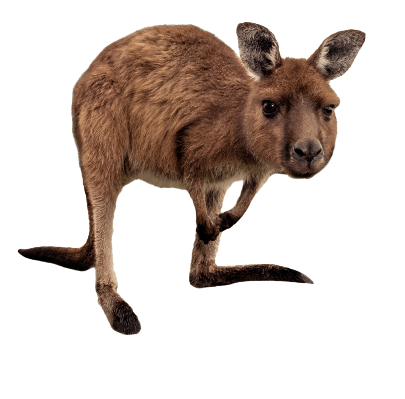 Wallaby Kangaroo Download HD PNG Image