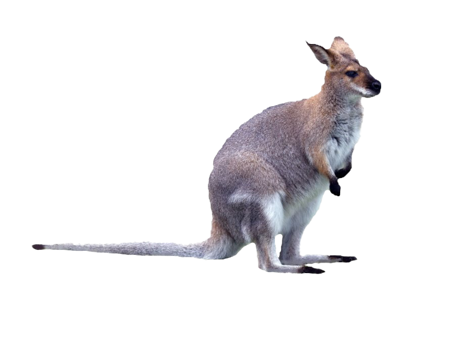 Wallaby Kangaroo Photos Free Clipart HD PNG Image