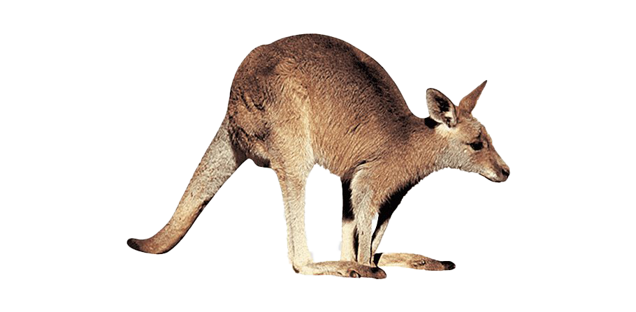 Wallaby Kangaroo Pic Free HQ Image PNG Image