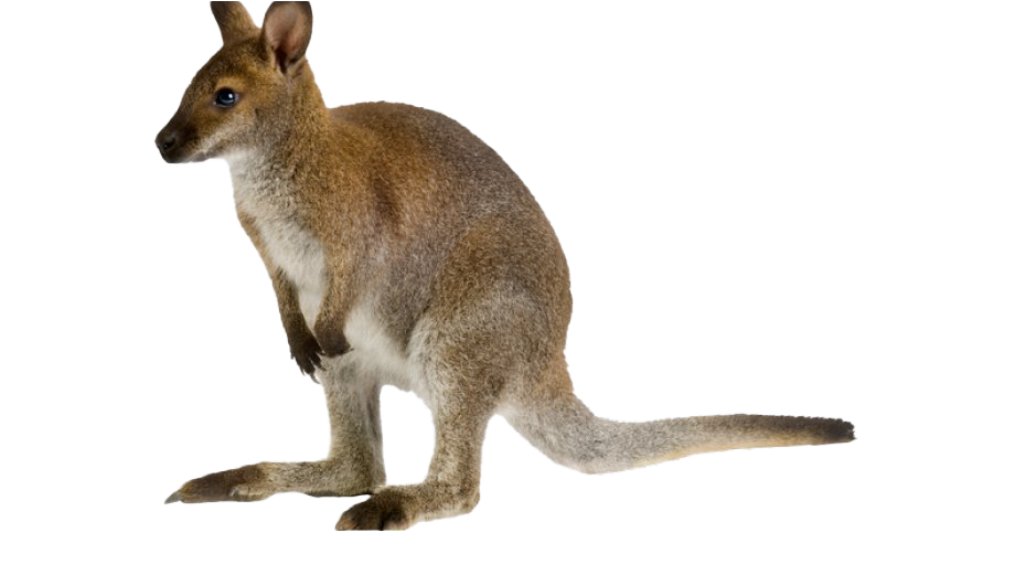 Wallaby Kangaroo Free Clipart HQ PNG Image