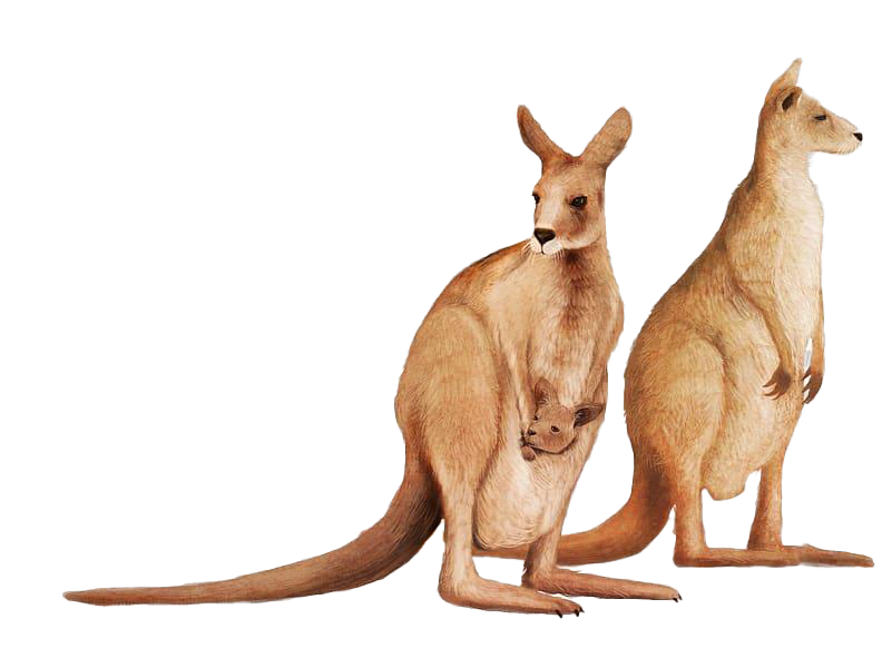Wallaby Kangaroo PNG Download Free PNG Image