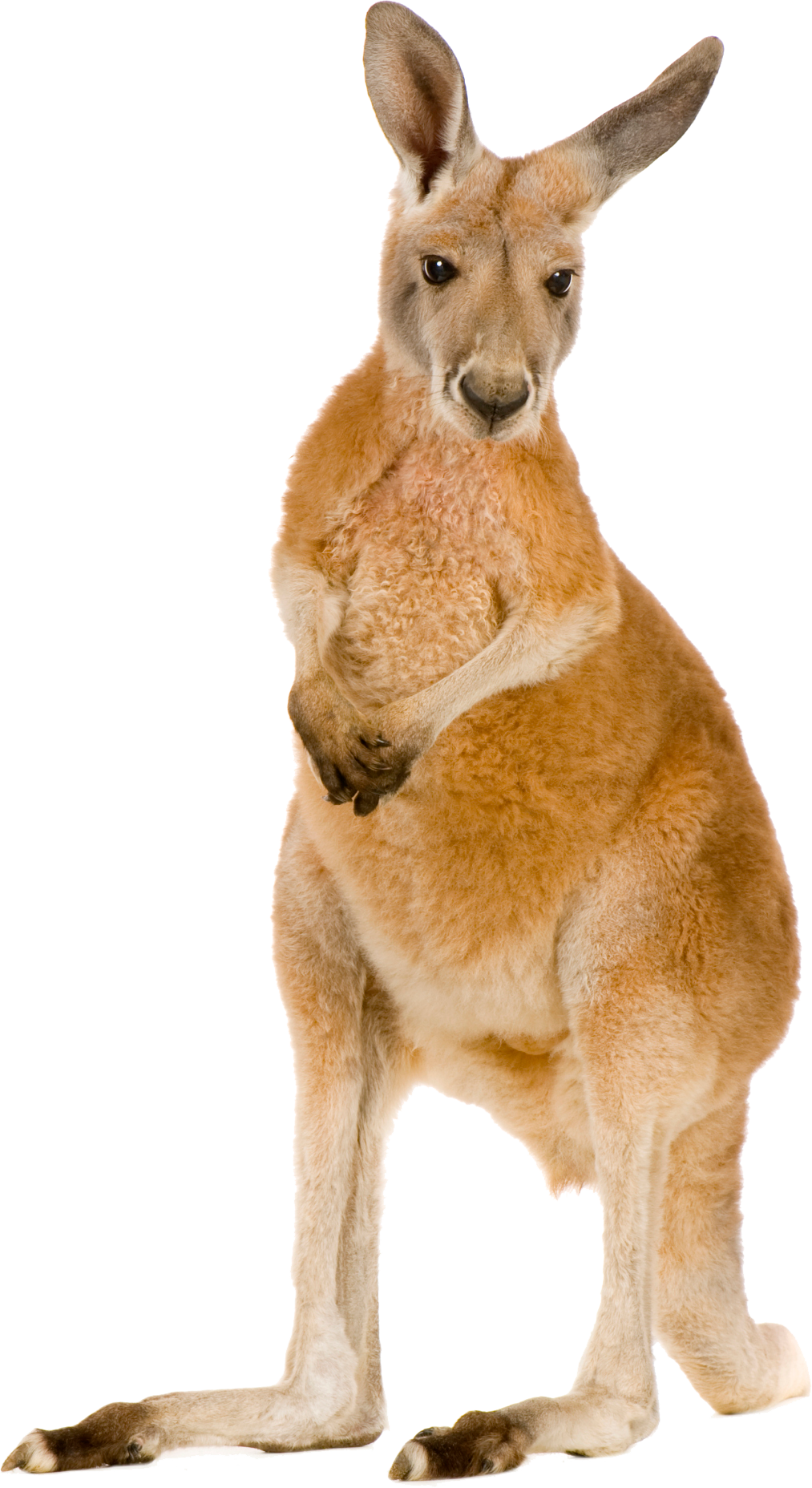 Wild Kangaroo Free Download PNG HD PNG Image