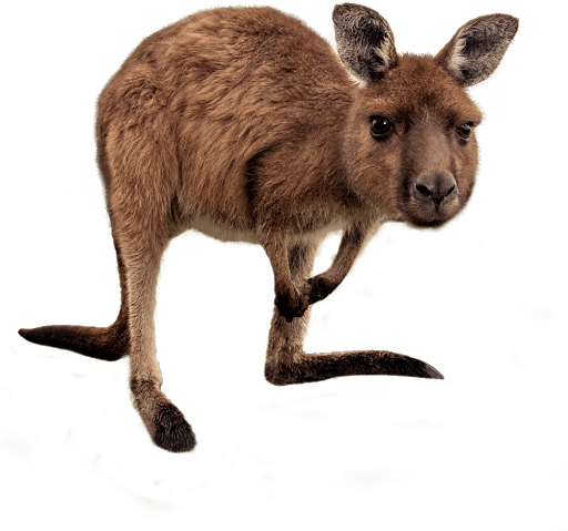 Wild Kangaroo Download Free Image PNG Image