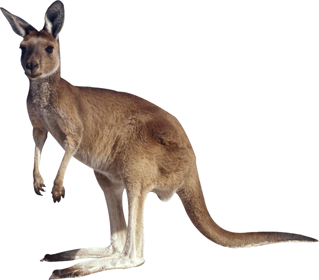 Wild Kangaroo Free Clipart HD PNG Image