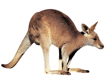 Kangaroo Free Download Png PNG Image