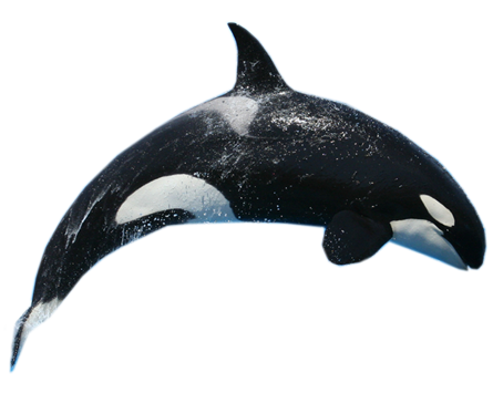Killer Whale Free Download Png PNG Image