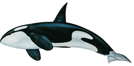 Killer Whale Png PNG Image