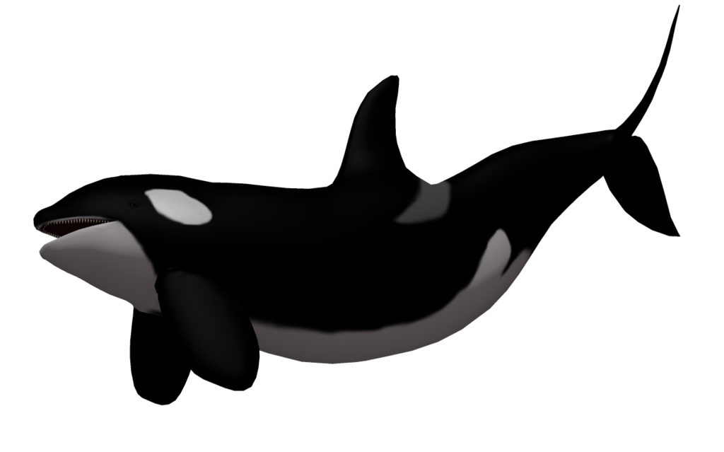 Killer Whale Png Image PNG Image