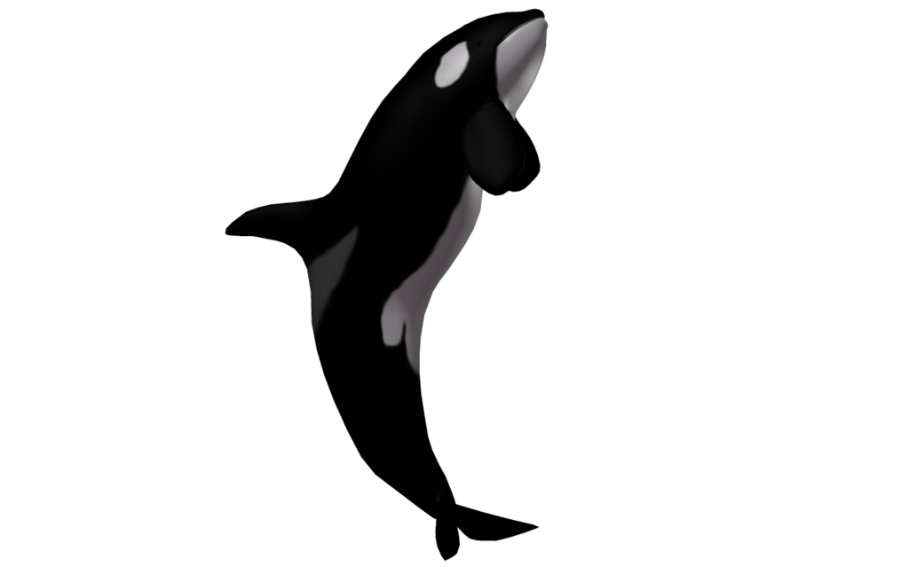 Killer Whale Transparent PNG Image