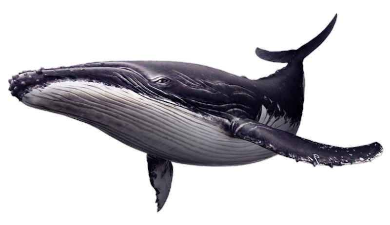 Wildlife Porpoises Whales Of Adventures Deep PNG Image