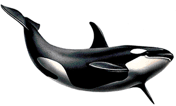 Killer Whale Png Picture PNG Image