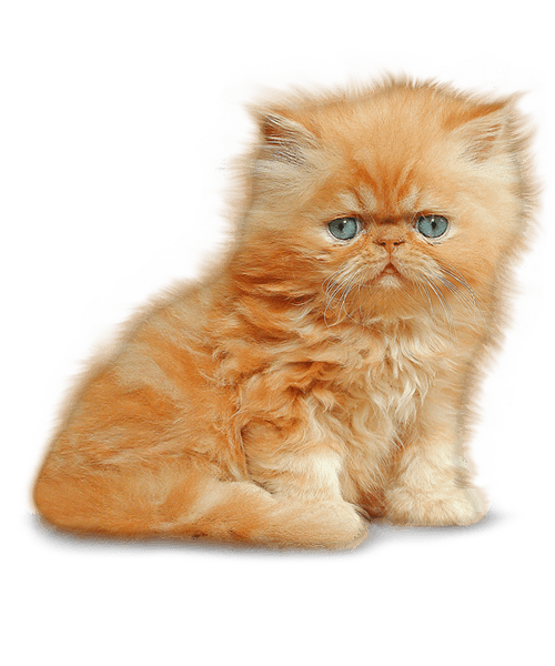 Kitten Png Image PNG Image