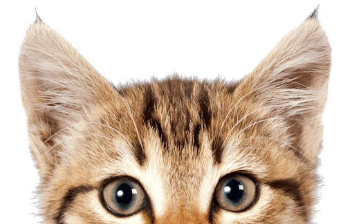 Cute Kitten Free PNG HQ PNG Image