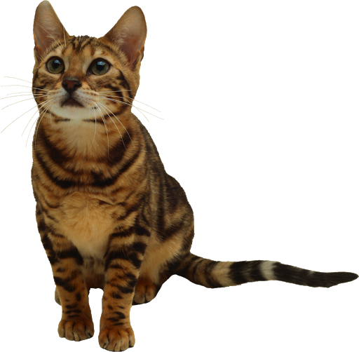 Cute Kitten Free Transparent Image HQ PNG Image