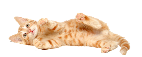 Photos Kitten Free HQ Image PNG Image