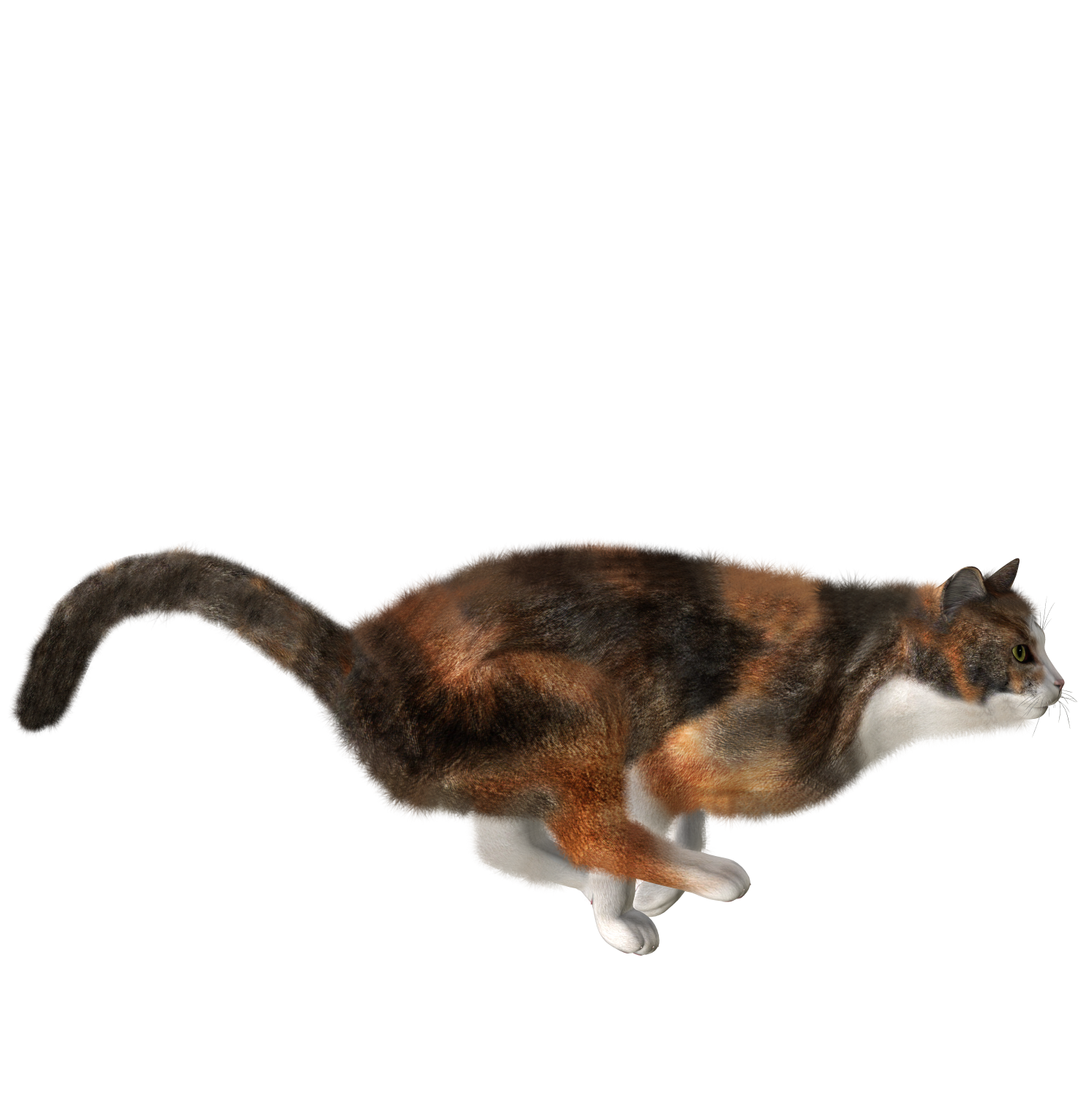 Cute Kitten Free Download PNG HD PNG Image